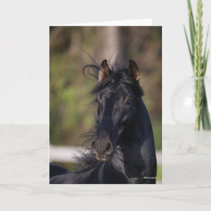 Bob Langrish Black Andalucian Stallion Headshot Karte