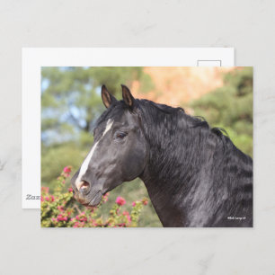 Bob Langrish   Black Andalucian Stallion headshot Postkarte