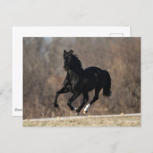 Bob Langrish Black Andalucian Stallion Running Postkarte
