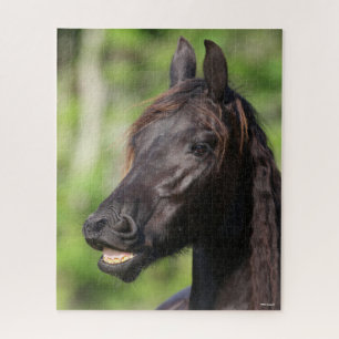 Bob Langrish Black Friesian Flehmen Headshot