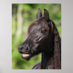 Bob Langrish Black Friesian Flehmen Headshot Poster