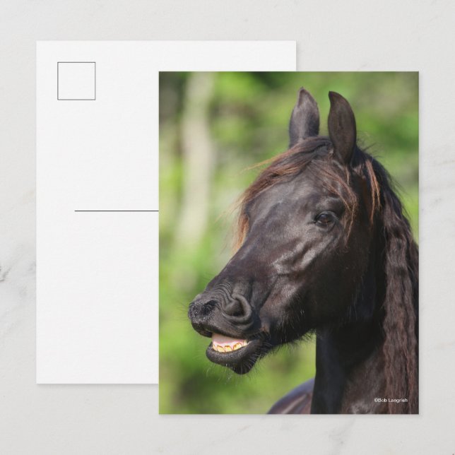 Bob Langrish | Black Friesian Flehmen Headshot Postkarte (Vorne/Hinten)