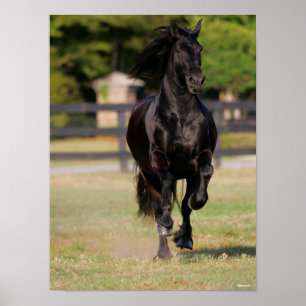 Bob Langrish   Black Friesian Mare Running Poster