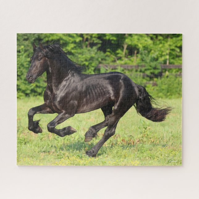 Bob Langrish | Black Friesian Running (Horizontal)