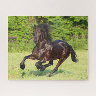 Bob Langrish Black Friesian Running