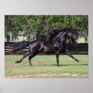 Bob Langrish   Black Lusitano Running Mane Flows Poster