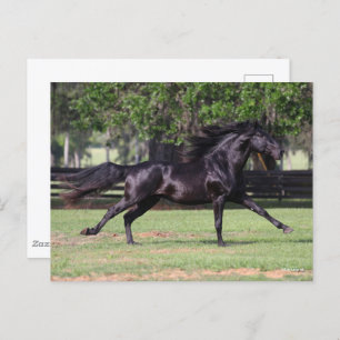 Bob Langrish   Black Lusitano Running Mane Flows Postkarte