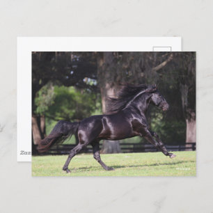 Bob Langrish Black Lusitano Running Postkarte
