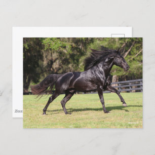 Bob Langrish Black Lusitano Running Postkarte