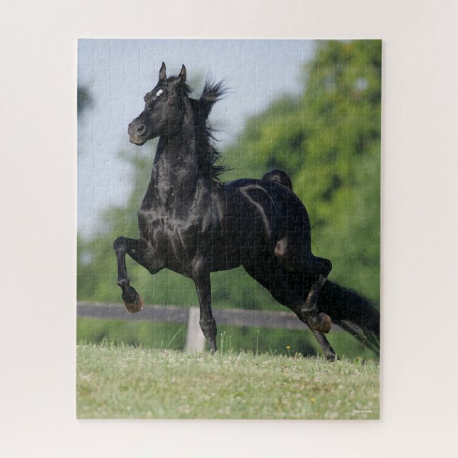 Bob Langrish | Black Morgan Horse Trotting (Vertikal)