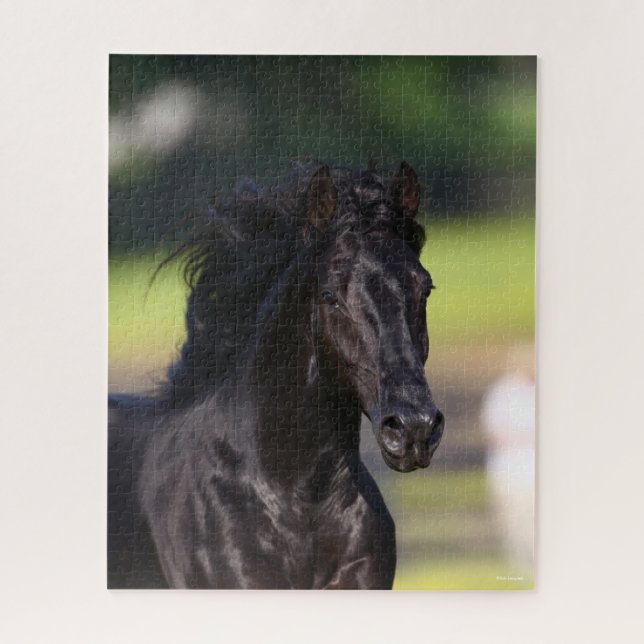 Bob Langrish | Black Rocky Mountain Horse Headshot (Vertikal)