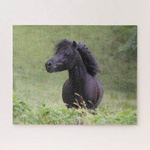 Bob Langrish Black Shetland Pony Stallion Headshot