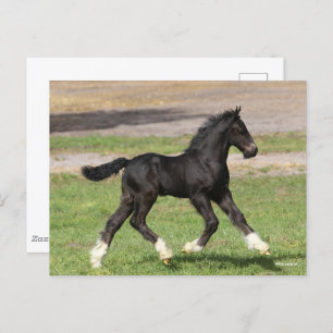 Bob Langrish Black Sinti und Roma Vanner Foal Ru Postkarte