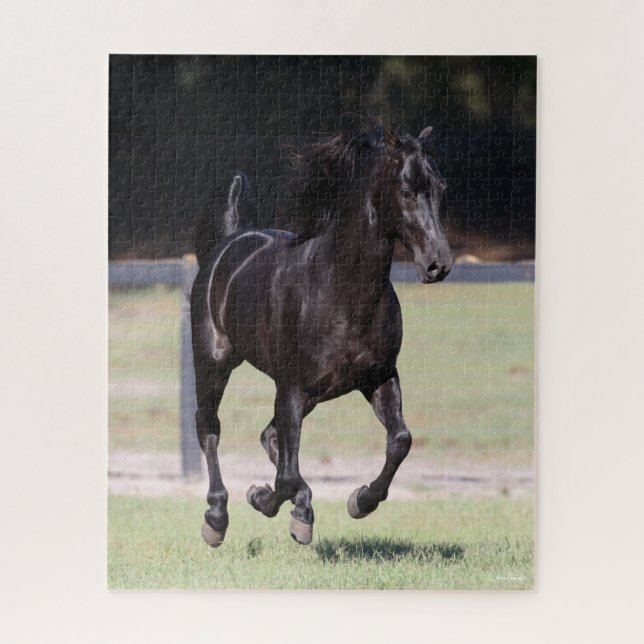 Bob Langrish | Black Tennessee Walker Running (Vertikal)