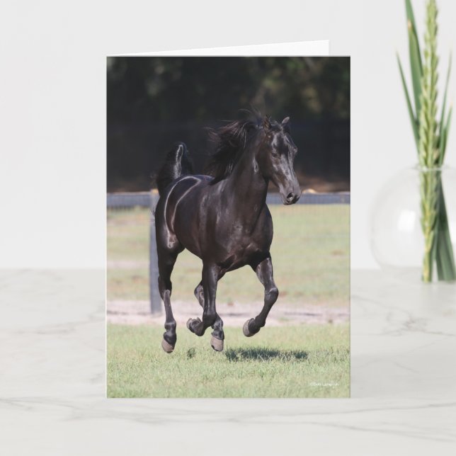 Bob Langrish | Black Tennessee Walker Running Karte (Vorderseite)