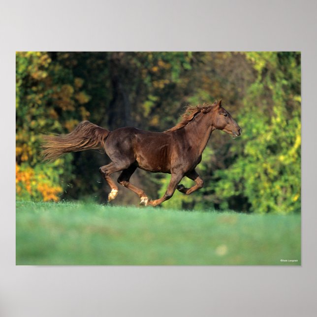 Bob Langrish | Brawn Rocky Mountain Reit Poster (Vorne)