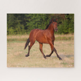 Bob Langrish Bucht Andalusischer Colt in Field
