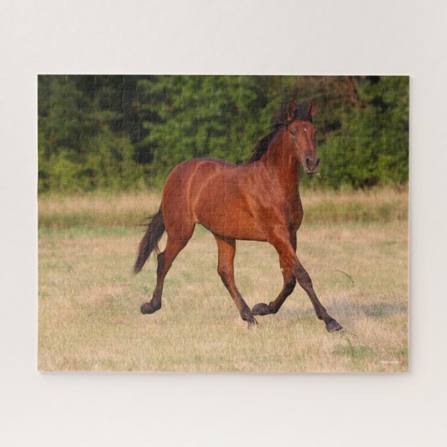 Bob Langrish | Bucht Andalusischer Colt in Field (Horizontal)