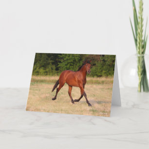 Bob Langrish Bucht Andalusischer Colt in Field Karte