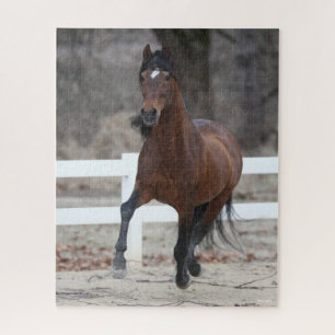 Bob Langrish Bucht Andalusischer Stallion Runnin