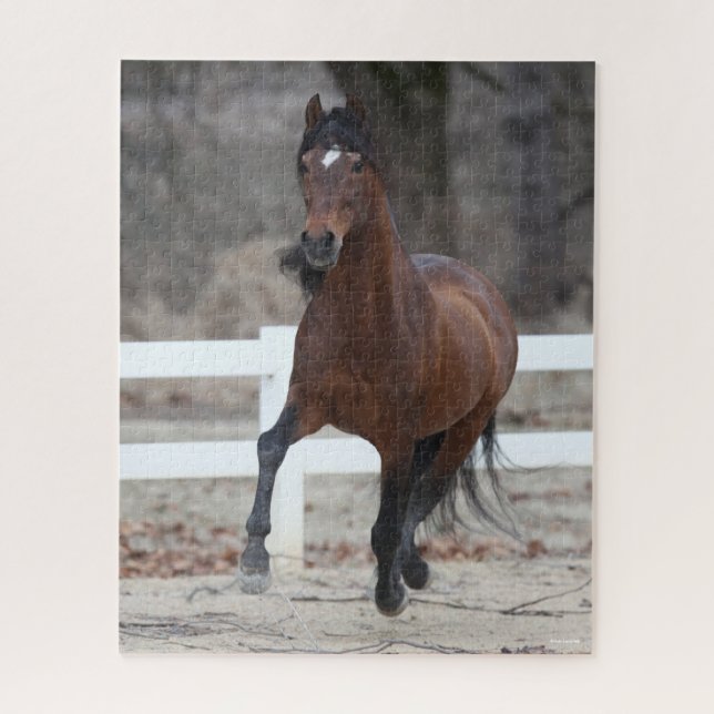 Bob Langrish | Bucht Andalusischer Stallion Runnin (Vertikal)