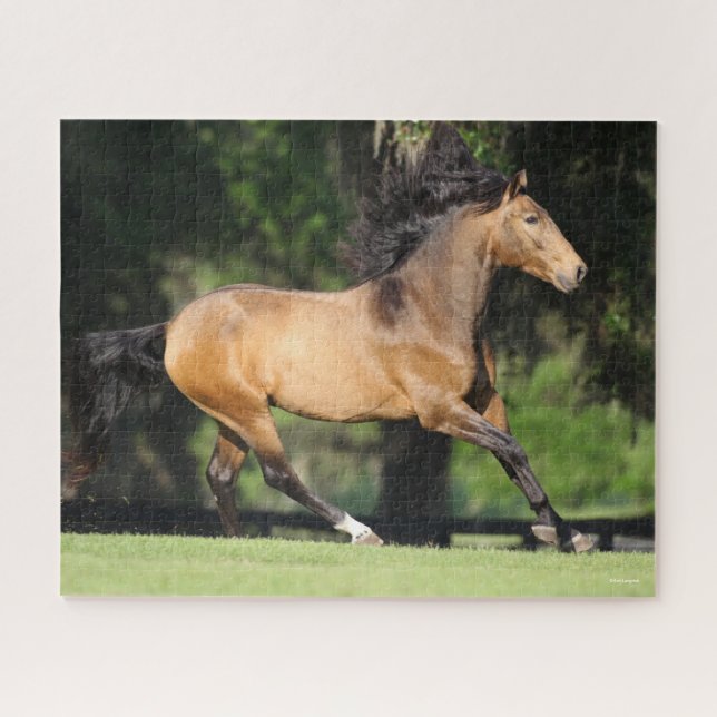 Bob Langrish | Buckskin Lusitano Running (Horizontal)