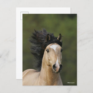 Bob Langrish Buckskin Welsh Pony Headshot Postkarte