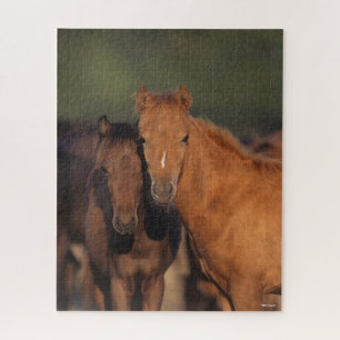 Bob Langrish Caspian Pony Foals Stehend zusammen