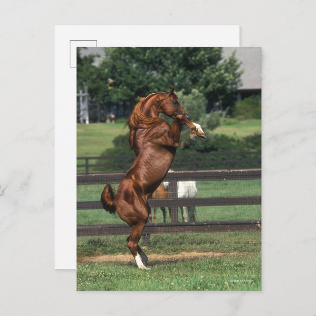 Bob Langrish | Chestnut Arab Stallion Rearing Postkarte (Vorne/Hinten)