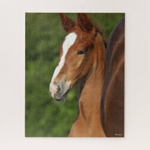 Bob Langrish Chestnut Warmblood Foal Headshot