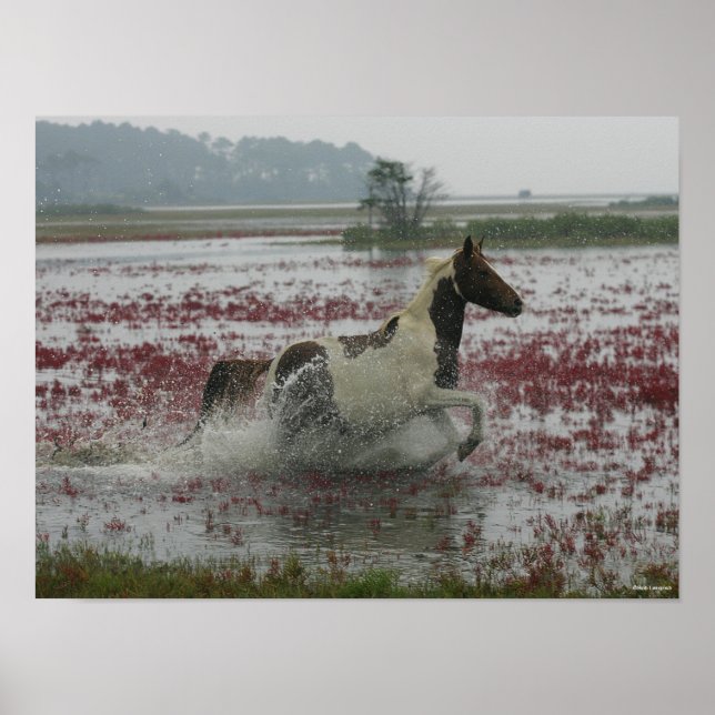 Bob Langrish | Chincoteague Horning in water Poster (Vorne)