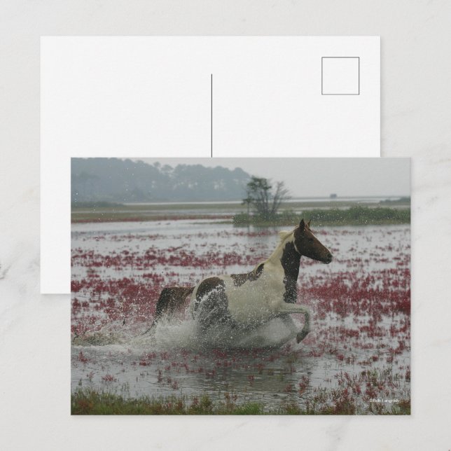 Bob Langrish | Chincoteague Horning in water Postkarte (Vorne/Hinten)