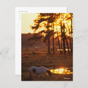 Bob Langrish Chincoteague Horzing Postkarte