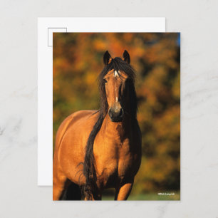 Bob Langrish Chocktaw Pony Stehend Headshot Postkarte