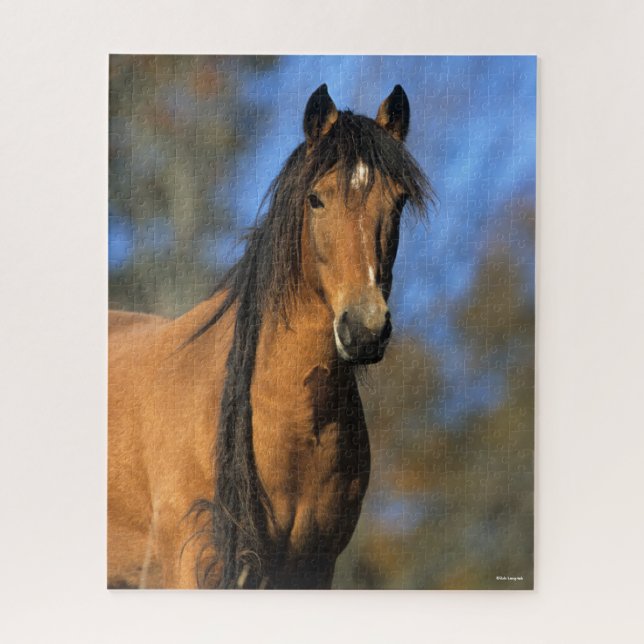 Bob Langrish | Choctaw Pony Headshot (Vertikal)