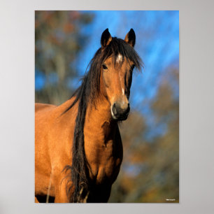 Bob Langrish Choctaw Pony Headshot Poster