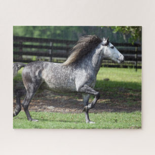 Bob Langrish   Daple Gray Lusitano Stallion