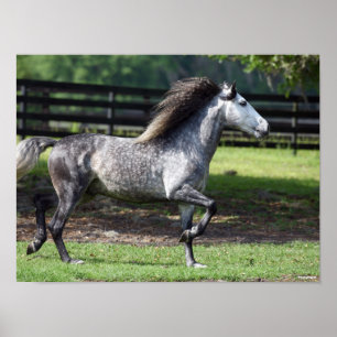 Bob Langrish Daple Gray Lusitano Stallion Poster