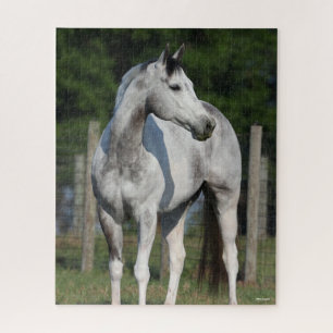 Bob Langrish Daple Gray Quarter Horse Stehend