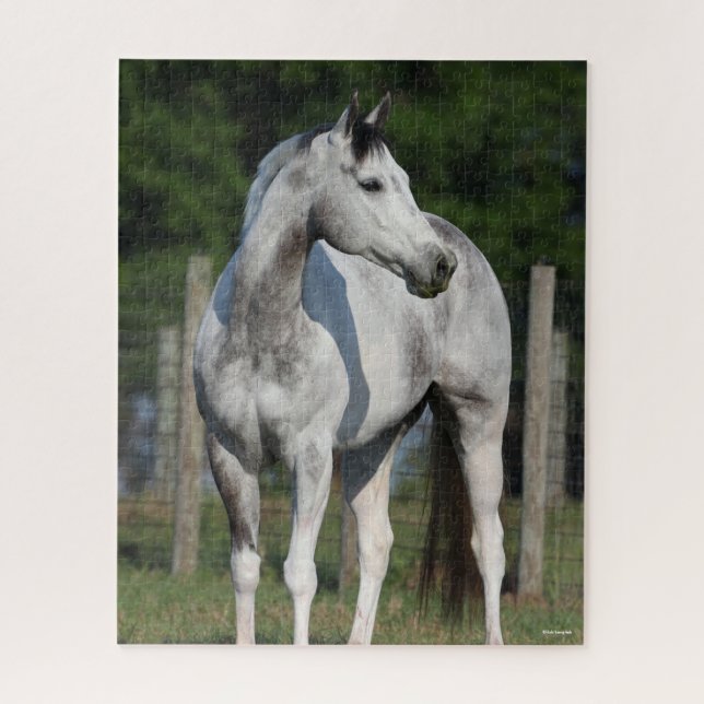 Bob Langrish | Daple Gray Quarter Horse Stehend (Vertikal)