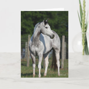 Bob Langrish   Daple Gray Quarter Horse Stehend Karte