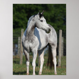 Bob Langrish Daple Gray Quarter Horse Stehend Poster