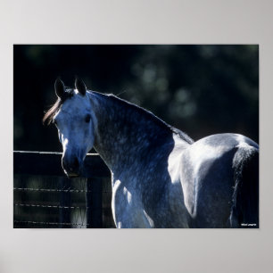 Bob Langrish Dappel Gray Arab Headshot Backlit Poster