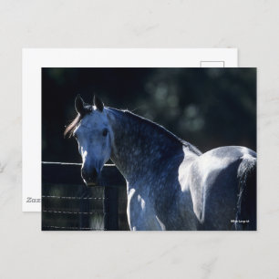 Bob Langrish Dappel Gray Arab Headshot Backlit Postkarte