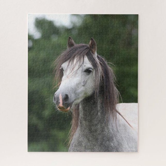 Bob Langrish | Dapple Gray Welsh Pony Headshot (Vertikal)