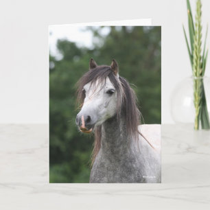 Bob Langrish Dapple Gray Welsh Pony Headshot Karte