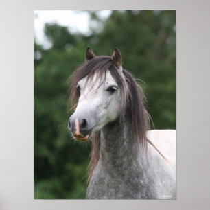 Bob Langrish   Dapple Gray Welsh Pony Headshot Poster