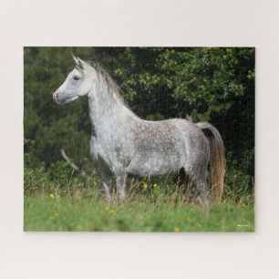 Bob Langrish Dapple Gray Welsh Pony Stehend