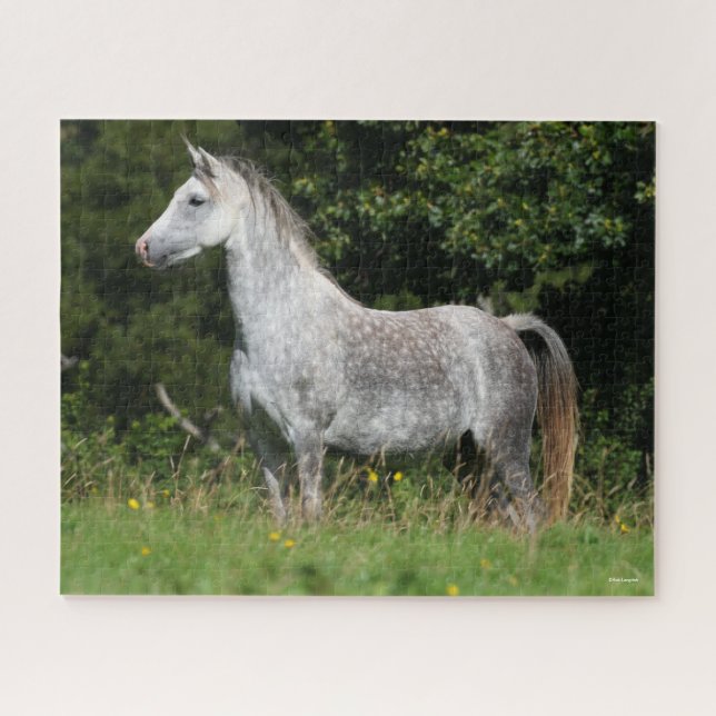 Bob Langrish | Dapple Gray Welsh Pony Stehend (Horizontal)