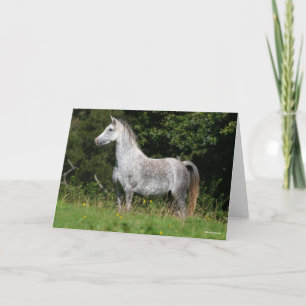 Bob Langrish Dapple Gray Welsh Pony Stehend Karte